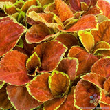 25+ Fairway Orange Coleus Seeds for Garden Planting - USA - FREE SHIPPING! Garden Plants
