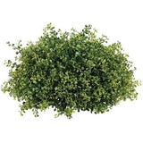15" Half Sphere Artificial Boxwood Floral Filler Green Plant