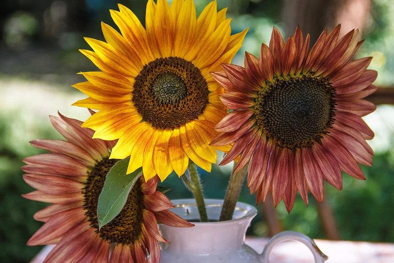 100 AUTUMN BEAUTY SUNFLOWER Helianthus Annuus Flower Seeds Flowering Plants