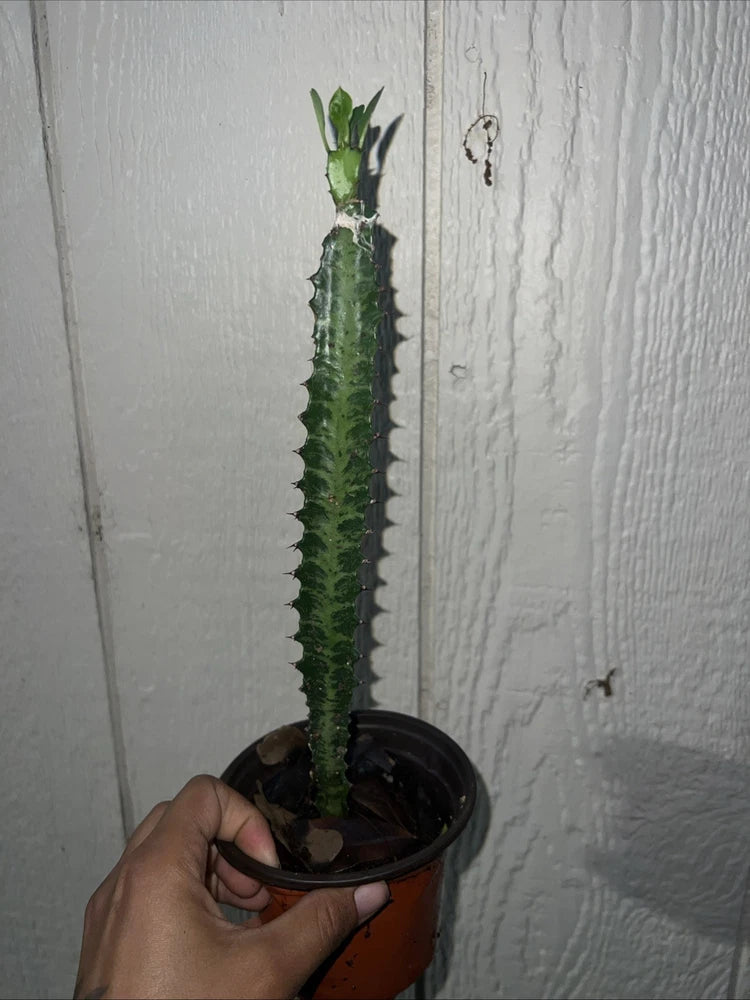 Tall green euphorbia succulent with ridged stems, held in a black nursery pot