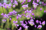 5 CHINESE MEADOW RUE Pink Yunnan Thalictrum Dipterocarpum Delavayi Flower Seeds Flowering Plants