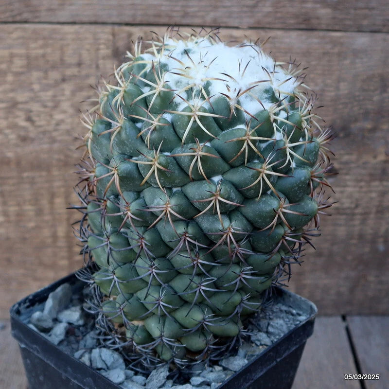 D1180 CORYPHANTHA ELEPHANTIDENS pot12-H17-W13 cm MaMa Cactus Green Plant