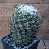 D1180 CORYPHANTHA ELEPHANTIDENS pot12-H17-W13 cm MaMa Cactus Green Plant