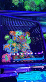 20 Pack Ultra Rock Flower Anemone RFA Rainbow Nem Live Coral Frag LPS SPS Florid Anemone