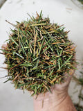 1 lb Fresh Balsam Fir Needles For Crafts, Sachets, Potpourri, Pillows Dried Flower