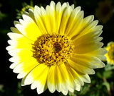 TIDY TIPS Layia Platyglossa - 5,000 Bulk Seeds Garden Plants
