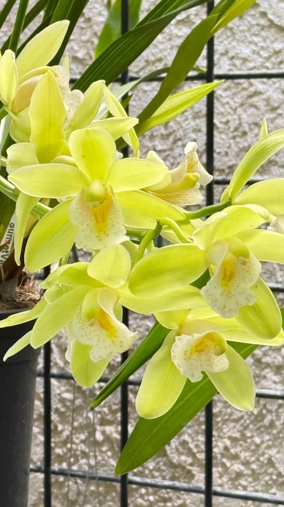 Lime-yellow cymbidium orchid blooms on dark pot with green leaves