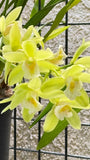 Cymbidium Dolly Lin 'Green Multi' ~ Very Fragrant ~ 5" Pot Orchids