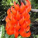 5 Seeds Red Mucuna Bennettii NewGuinea Creeper Scarlet Jade Vine Flowering Plant Flowering Plants