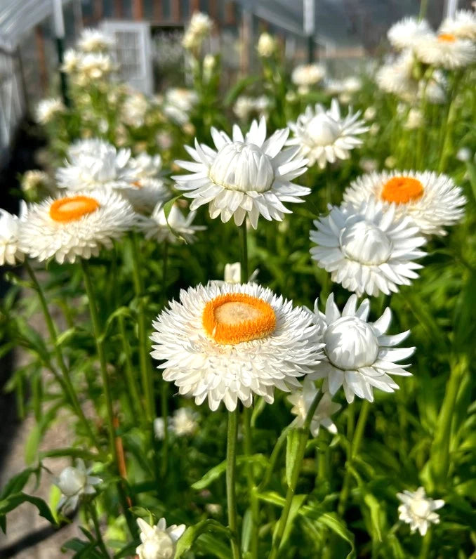 White Strawflower - Pack 100 Seeds - Annual White Blooms Plant for Home Garden Garden Plants