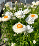 White Strawflower - Pack 100 Seeds - Annual White Blooms Plant for Home Garden Garden Plants