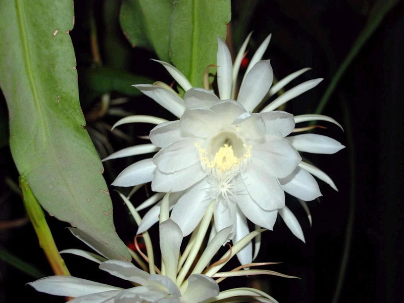 White night-blooming orchid cactus flower with many petals and yellow center