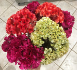 150 Celosia Cristata Mix seeds / Cockscomb seeds **organic heirloom **  Free S/H Flowering Plants