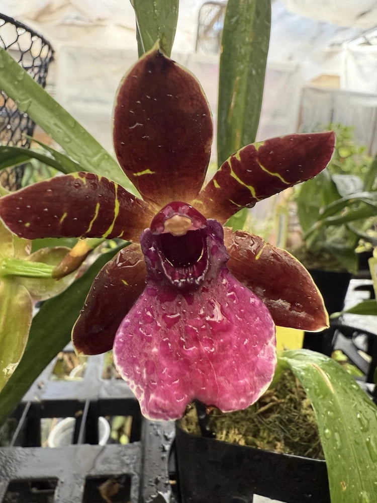 Orchid bloom with maroon petals and magenta lip on green leaves