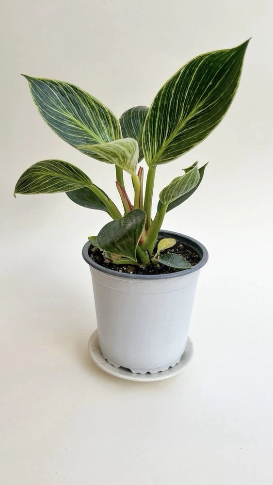 Potted Philodendron Birkin plant with variegated green leaves in white pot