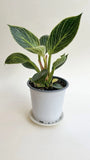 philodendron birkin Orchids
