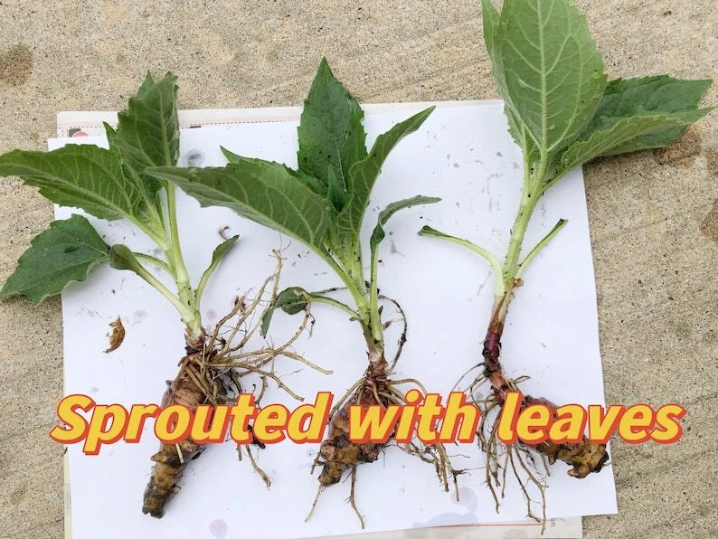 5 Organic Sprouted Jerusalem Artichoke, small sunchoke plant,  ready to plant Sunflower
