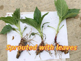 5 Organic Sprouted Jerusalem Artichoke, small sunchoke plant,  ready to plant Sunflower