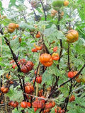 30 PUMPKIN ON A STICK SEEDS - Solanum integrifolium Garden Plants