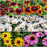 1,000 Mixed Color Coneflower Seeds for Planting - Easy to Grow Perennial Flowers Flowering Plants