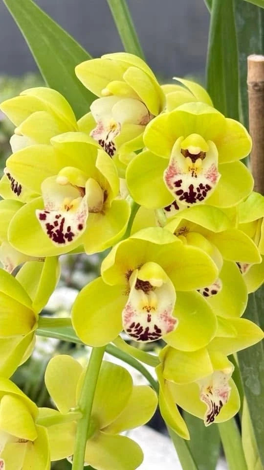 Yellow cymbidium orchid cluster in bloom with speckled centers and green leaves