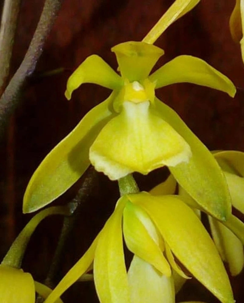 Encyclia rufa x self seedling size encyclia orchid species. Highly Fragrant Orchids