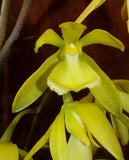 Encyclia rufa x self seedling size encyclia orchid species. Highly Fragrant Orchids