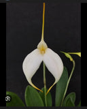 Masdevallia orchid  ZieglerÕs love white Orchids