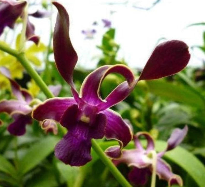 Purple and burgundy orchid blooms with green leaves, in a small pot
