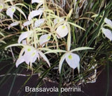 Orchid live Brassavola perrinii - bare root Orchids