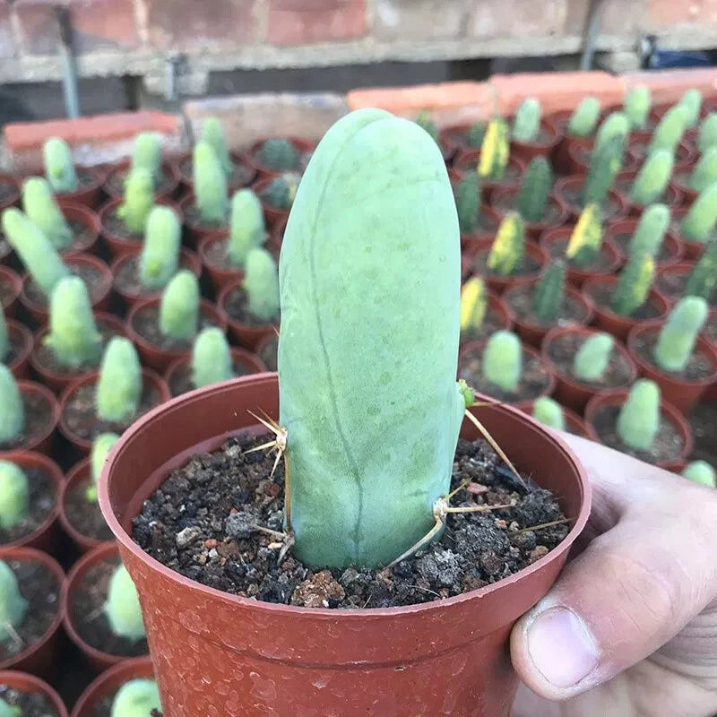 8CM Succulent Cactus Plant Eulychnia Castanea Male Sexy Cactaceae Home Garden Garden Plants