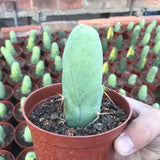 8CM Succulent Cactus Plant Eulychnia Castanea Male Sexy Cactaceae Home Garden Garden Plants