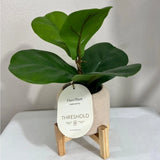 Threshold Faux Fiddle Leaf Fig with Green Leaves Green Plant