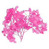 10g Mini Dried Hydrangea Flower Natural Pressed Flower Real Hydrangeas Rose Pink Dried Flower