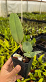 Potted orchid in black nursery pot with three green oval leaves