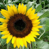 Black Oil Sunflower Seeds for Planting GIANT Sunflowers Flowering Plants