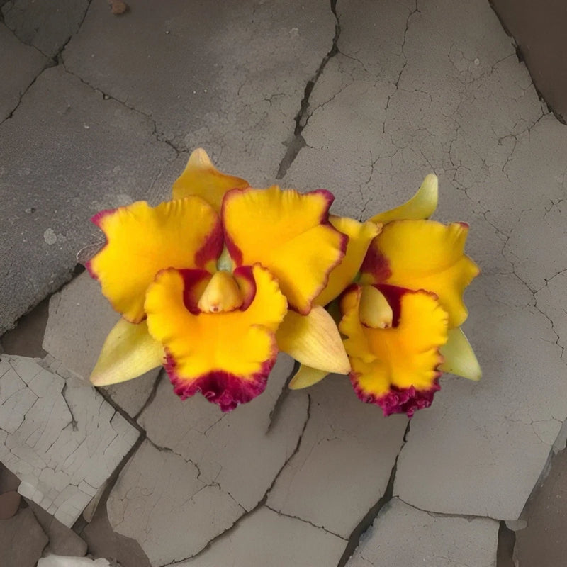 Three yellow orchid blooms with red centers