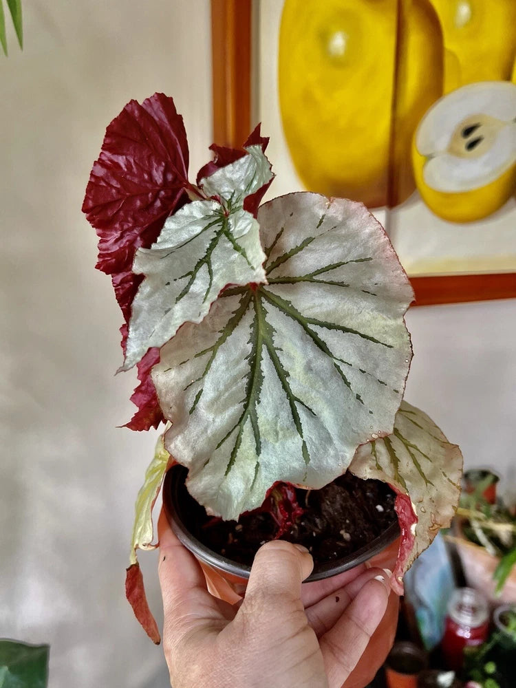 Variegated coleus plant in small pot, burgundy and white leaves with green veins