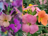 Erysimum Cheiranthoides / Wormseed Wallflower Plant, Healthy Starter Plant Orchids