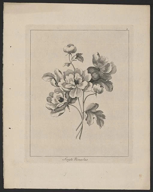 Photo:Single Ranunculus Botanical Print Flowers Leaves 1800s Ranunculus