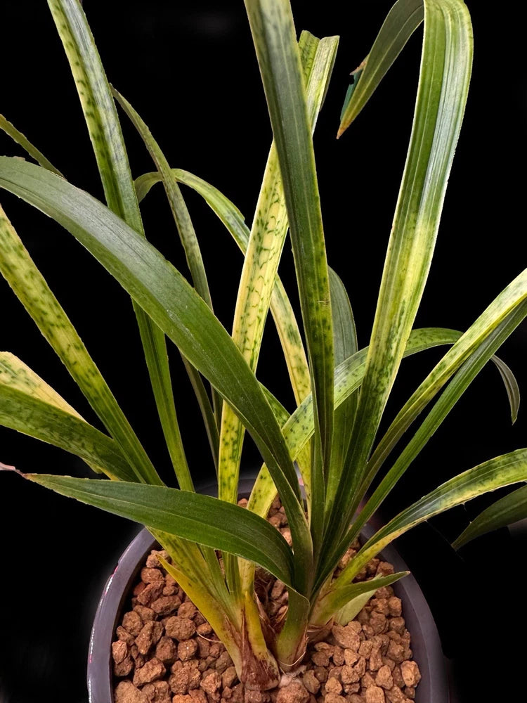 Snake skin orchid species in small pot, long green leaves with mottled pattern