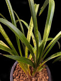 Cymbidium goeringii Echigo-Daija SNAKE SKIN ORCHID SPECIES Orchids