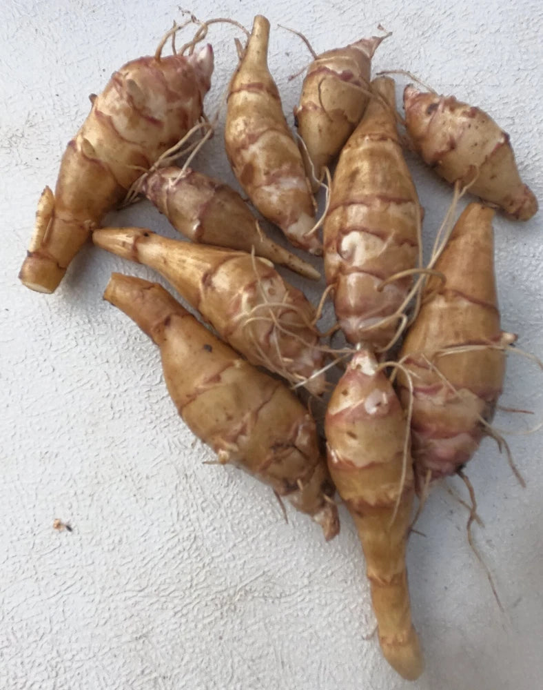 Sunchoke - Variety Chinese Long - Individual Tubers - Jerusalem Artichoke Garden Plants