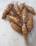 Sunchoke - Variety Chinese Long - Individual Tubers - Jerusalem Artichoke Garden Plants