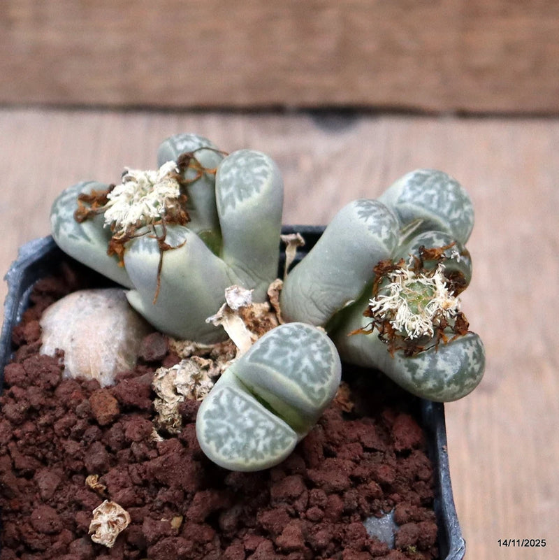 D7343 LITHOPS HELMUTII pot7-H5-W8 cm MaMa Cactus Green Plant