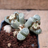 D7343 LITHOPS HELMUTII pot7-H5-W8 cm MaMa Cactus Green Plant