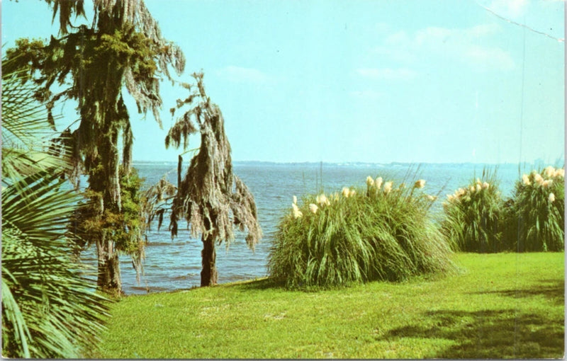 Postcard LA - View across Lake Charles - Pampas Grass Spanish Moss and Palms Pampas Grass