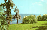 Postcard LA - View across Lake Charles - Pampas Grass Spanish Moss and Palms Pampas Grass