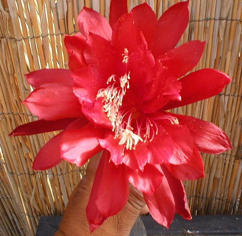 Red orchid cactus flower with long white stamens and pointed petals