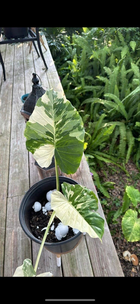 Variegated alocasia plant in a black pot with white-and-green arrow leaves